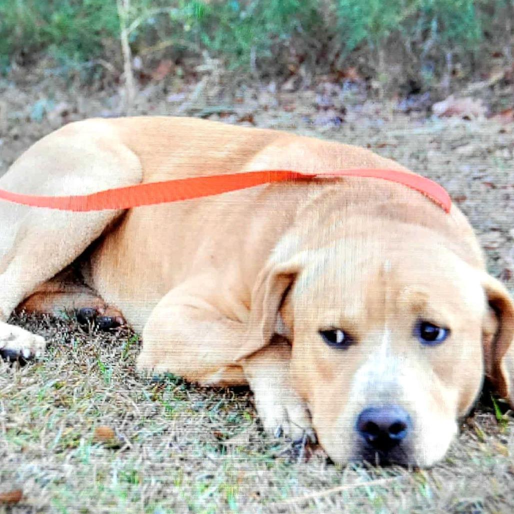 Enlarge Smokey, a Adoptable Yellow Labrador Retriever in Enterprise, AL image 2/2
