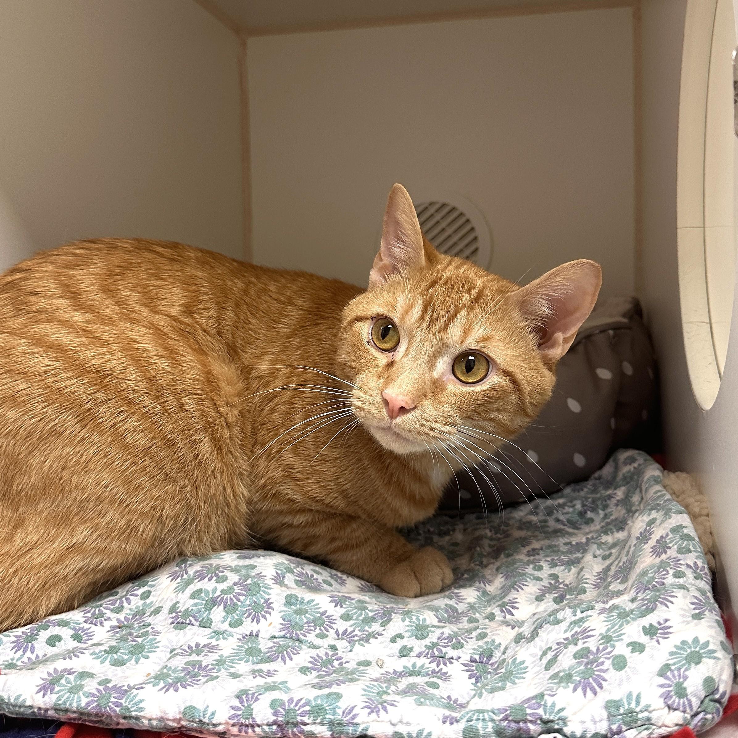 Wyatt, Adult Male Domestic Short Hair