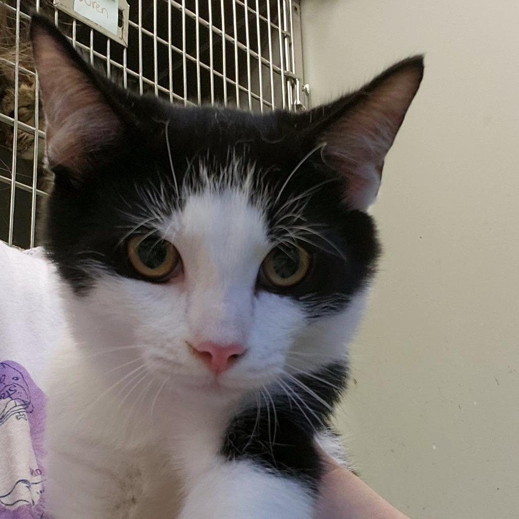 Arnie, Adoptable, Kitten Male Domestic Short Hair.