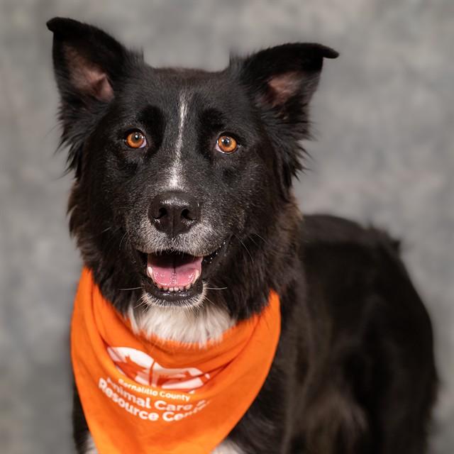 BONNY, Adoptable, Adult Female Border Collie & Akita.