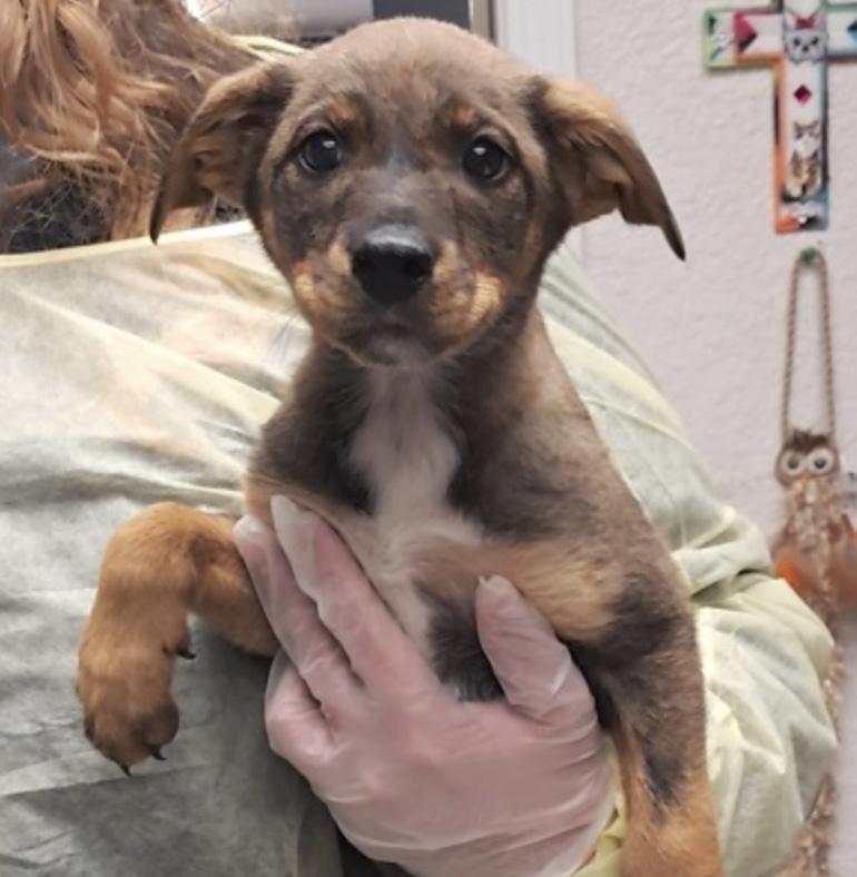 Lily, adopted, Puppy Female Shepherd.