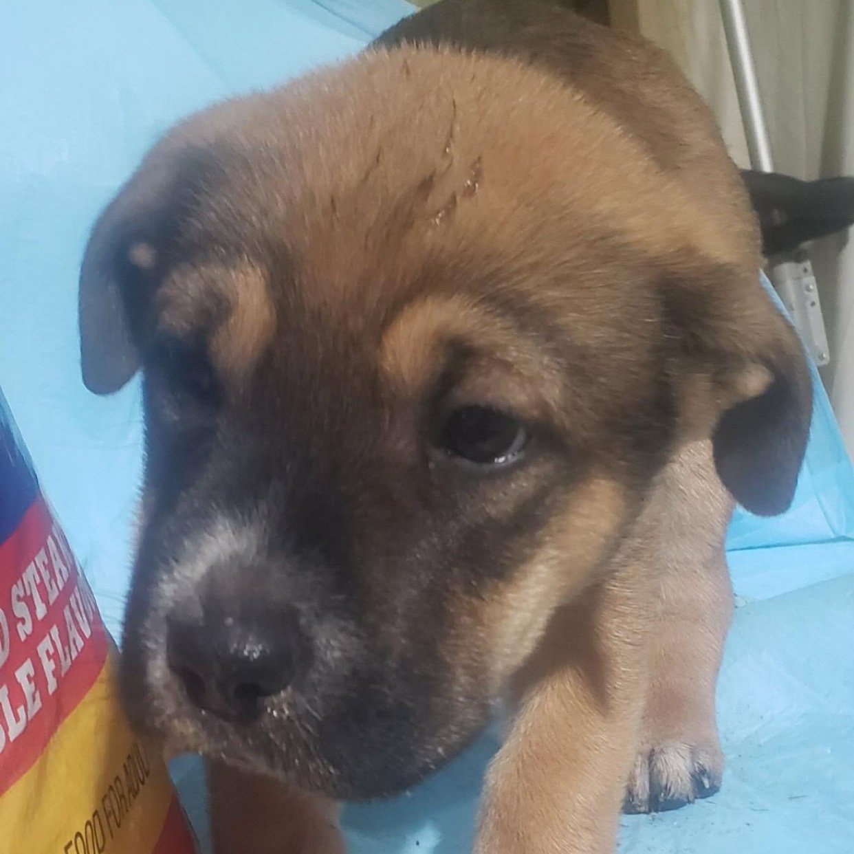 Enlarge Pluto, a ADOPTABLE mixed breed in Barkhamsted, CT image 1/1