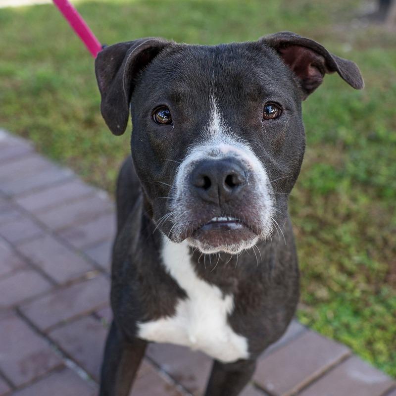 Thor, Adoptable, Young Male Pit Bull Terrier.