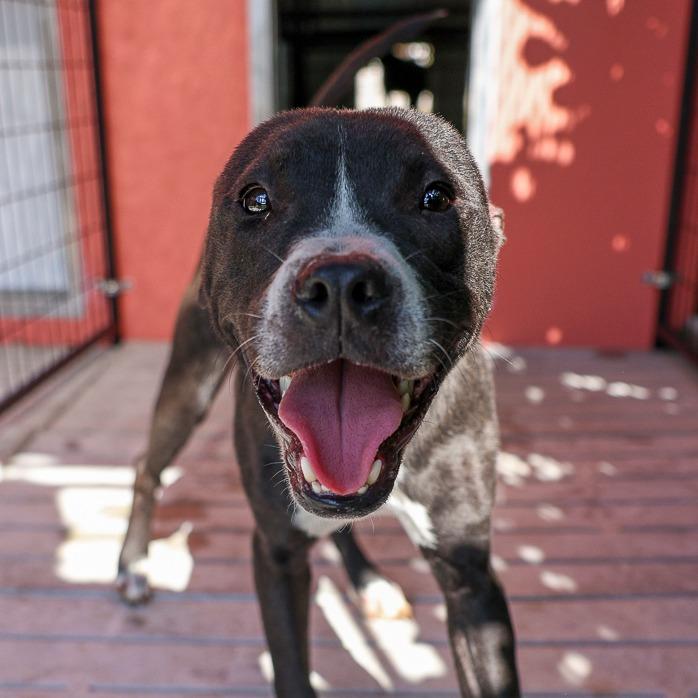 Thor, a Adoptable mixed breed in Bradenton, FL image 2/3