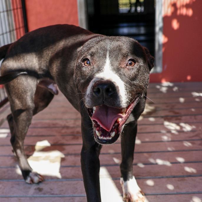 Thor, a Adoptable mixed breed in Bradenton, FL image 3/3
