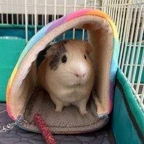 Salt, Adoptable, Adult Male Guinea Pig & Guinea Pig.
