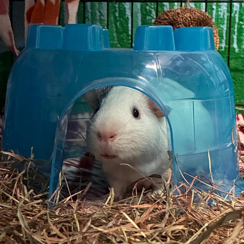 Salt, Adoptable, Adult Male Guinea Pig & Guinea Pig.