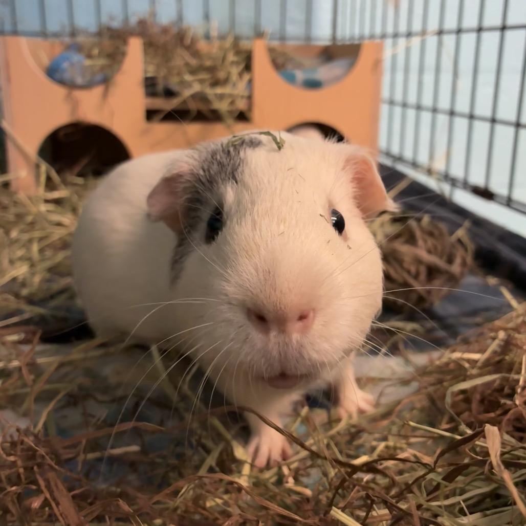 Enlarge Salt, a Adoptable mixed breed in Providence, RI image 2/6