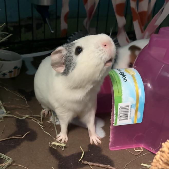 Enlarge Salt, a Adoptable mixed breed in Providence, RI image 2/6