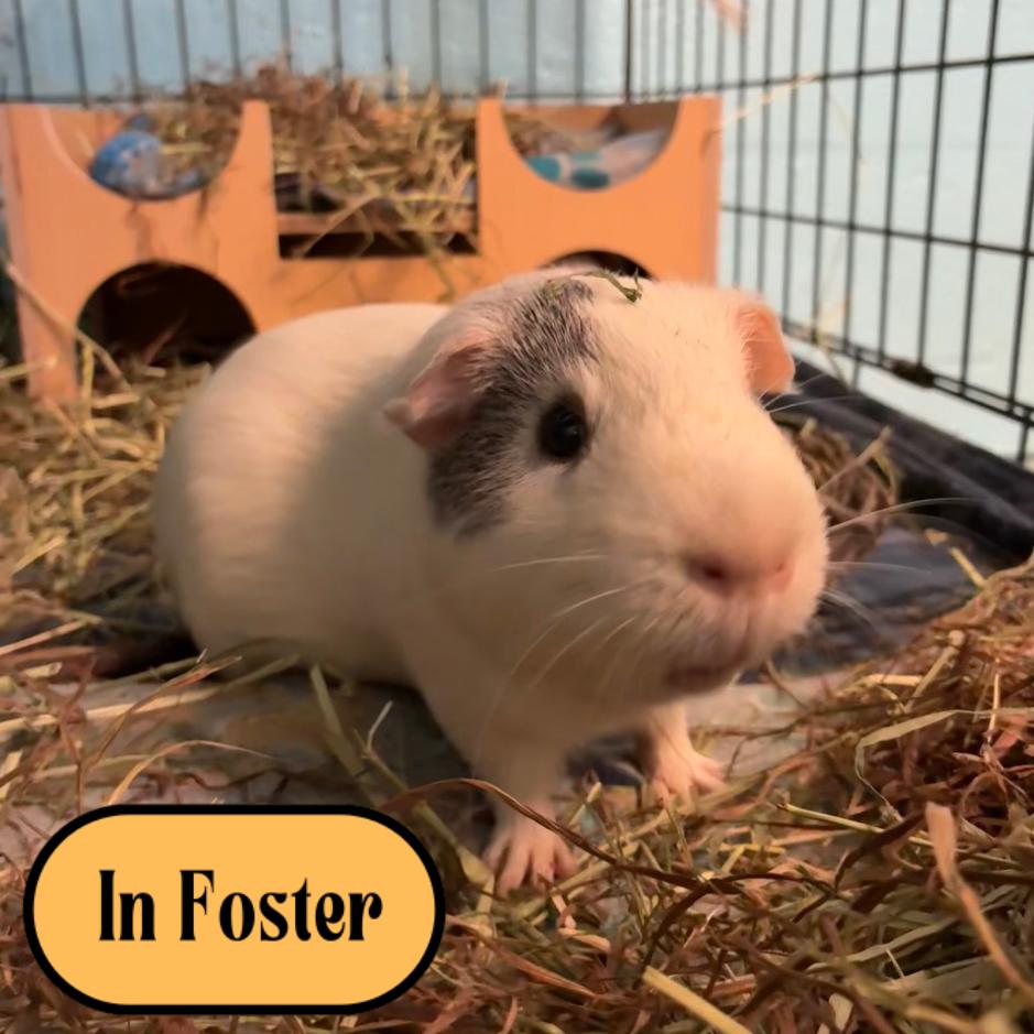 Enlarge Salt, a Adoptable mixed breed in Providence, RI image 3/6