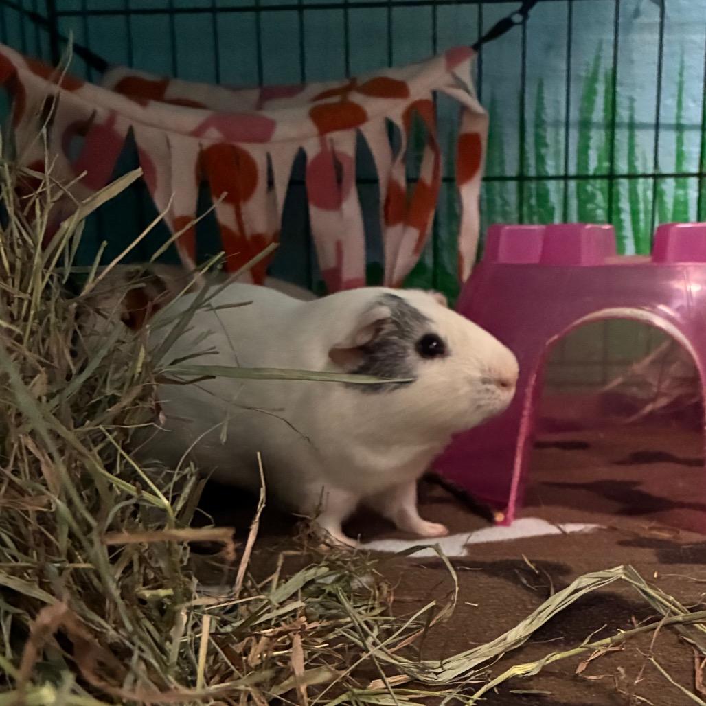 Enlarge Salt, a Adoptable mixed breed in Providence, RI image 3/6