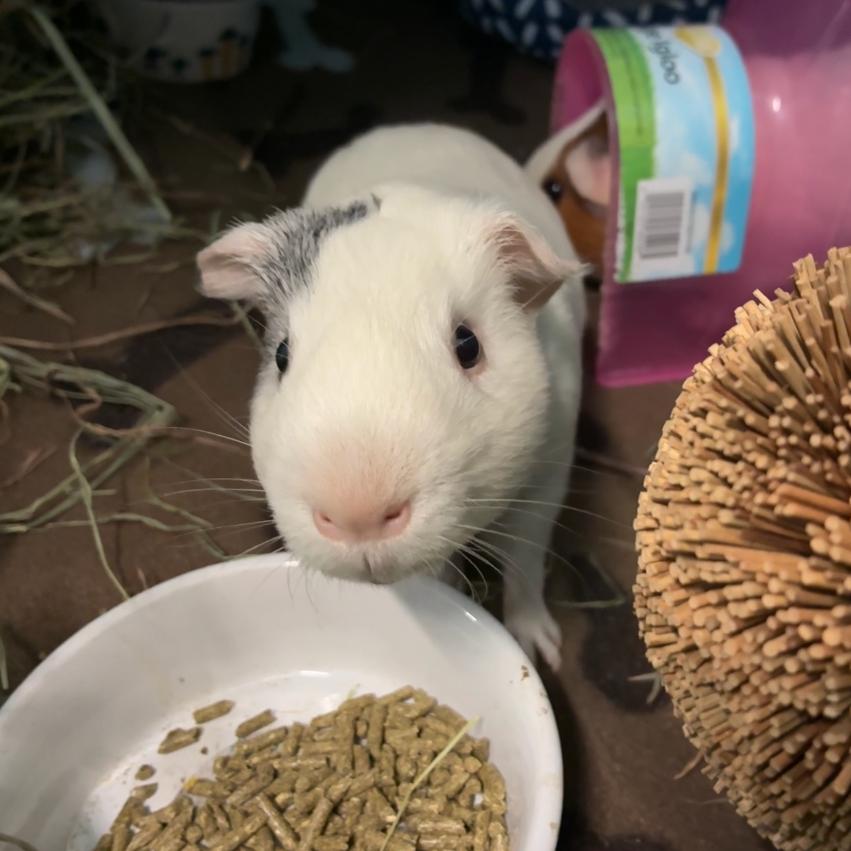 Enlarge Salt, a Adoptable mixed breed in Providence, RI image 4/6