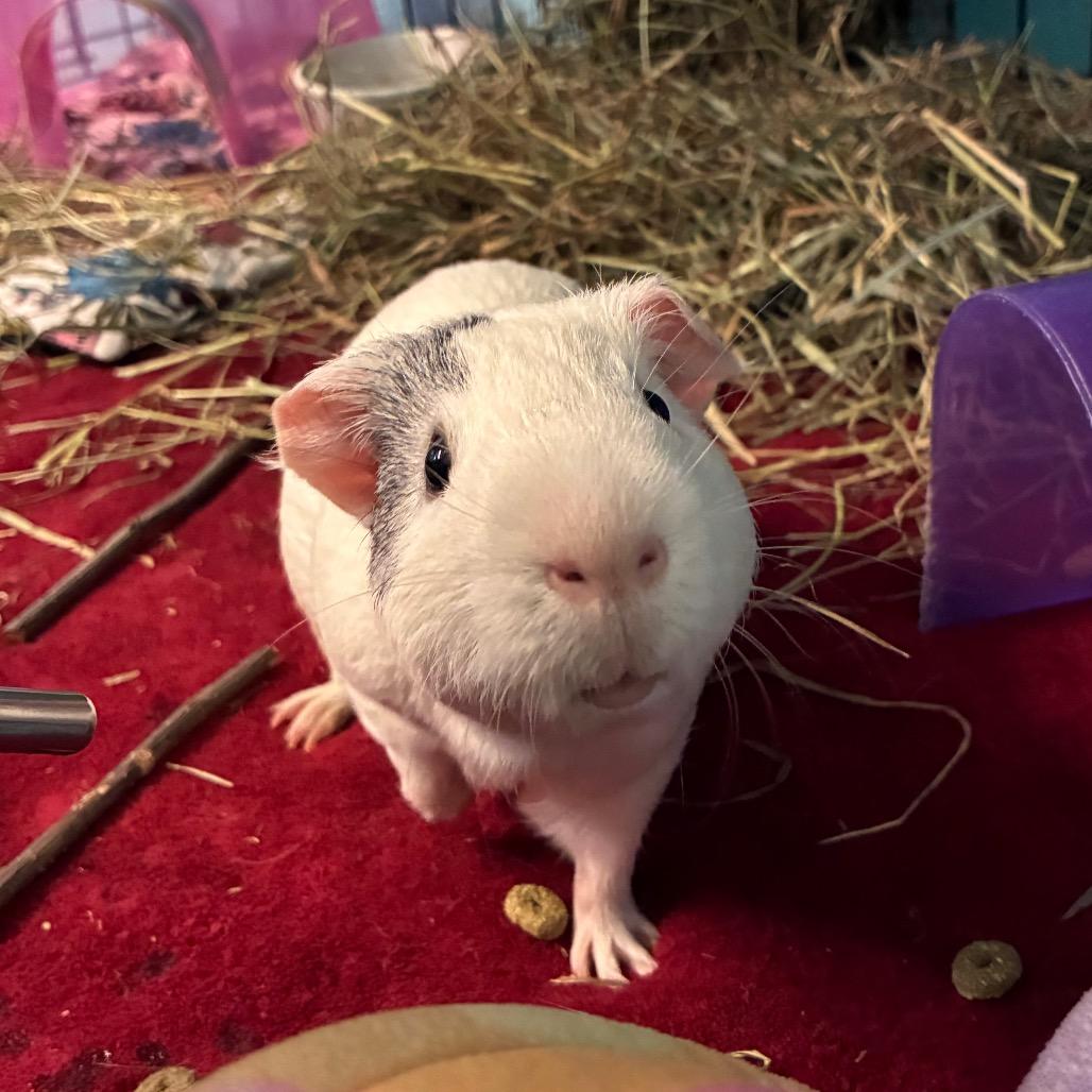 Enlarge Salt, a Adoptable mixed breed in Providence, RI image 5/6