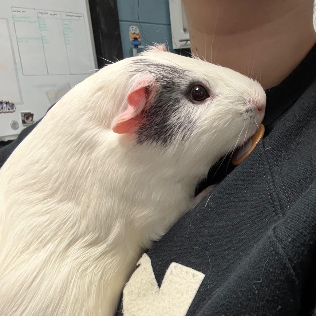 Enlarge Salt, a Adoptable mixed breed in Providence, RI image 6/6