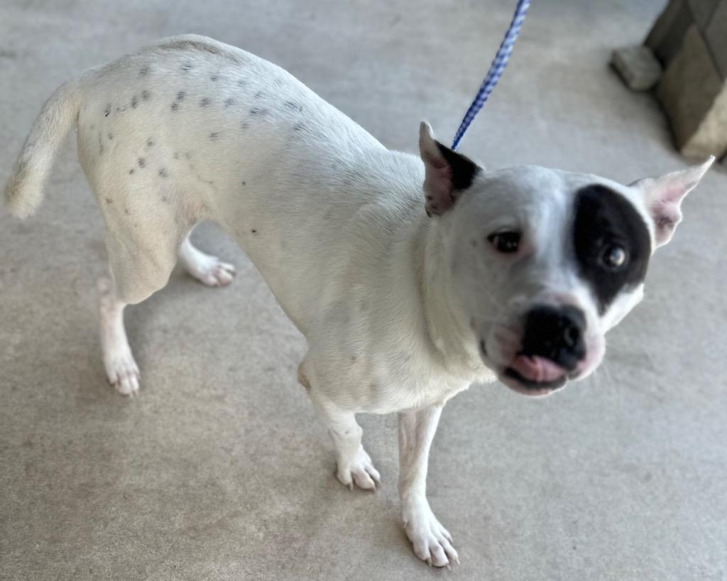 COWBOY DALE, Adoptable, Young Male Mixed Breed.