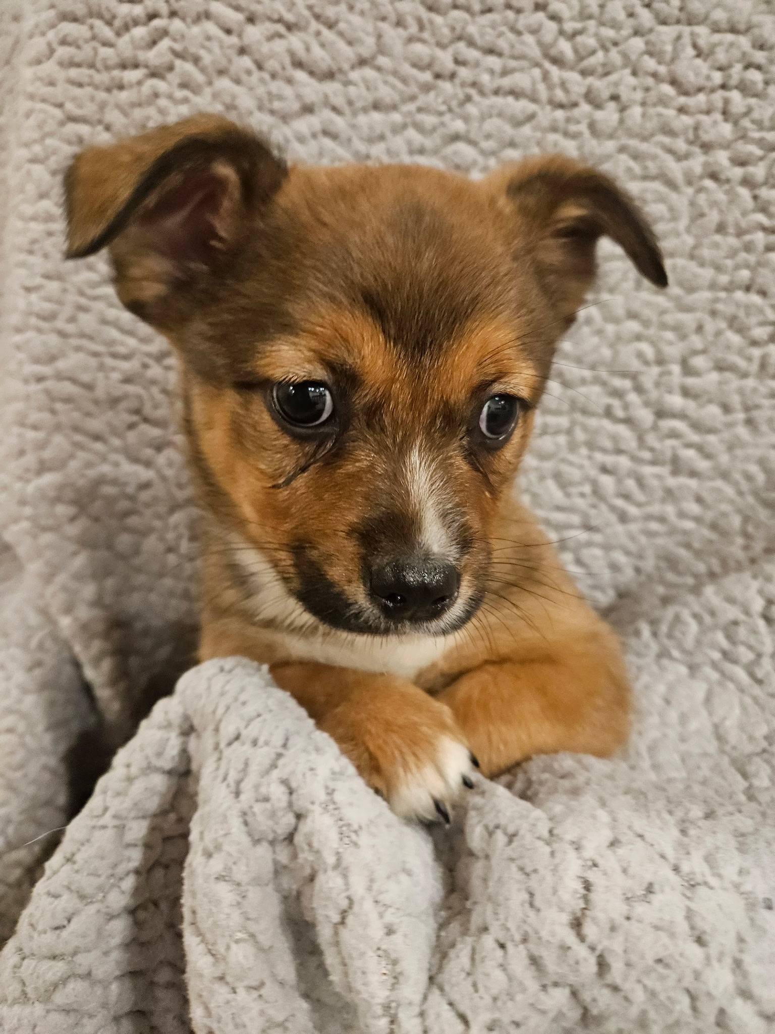 Theodore, adopted, Puppy Male Chihuahua & Mixed Breed.