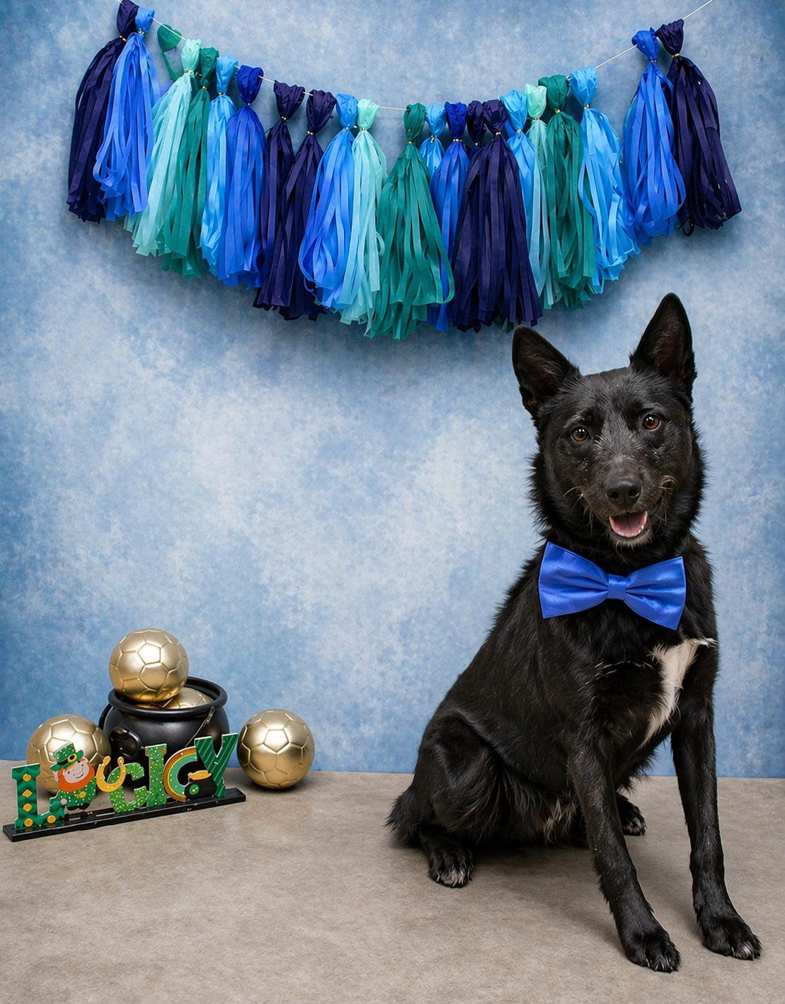 Taz, a Adopted mixed breed in Dallas, TX image 1/3