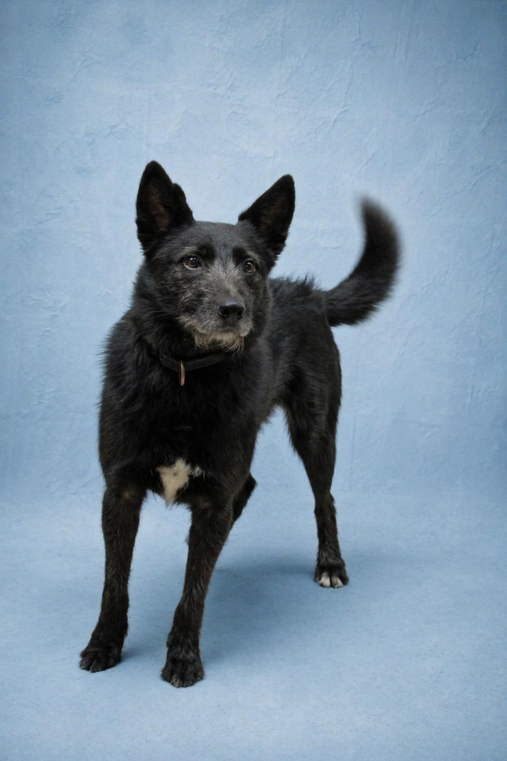 Taz, a Adopted mixed breed in Dallas, TX image 2/3