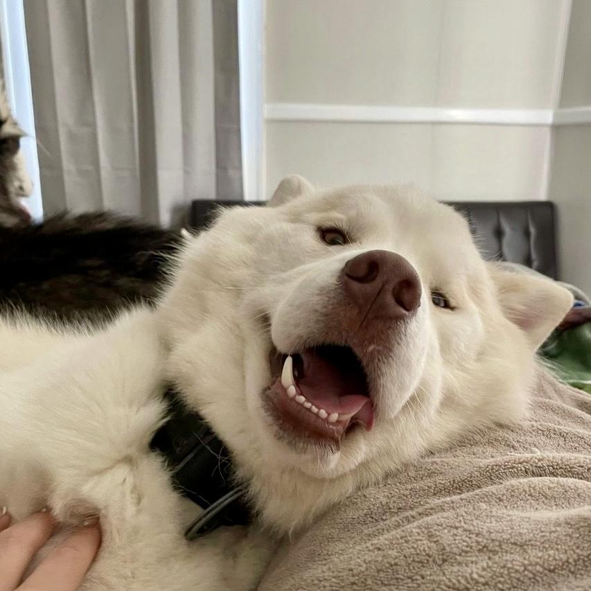 Bo, Adoptable, Adult Male Siberian Husky.