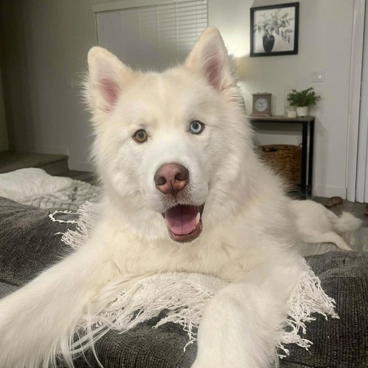 Bo, a Adoptable Siberian Husky image 2/3