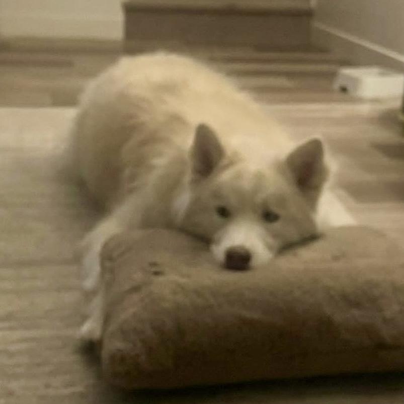 Bo, a Adoptable Siberian Husky image 3/3