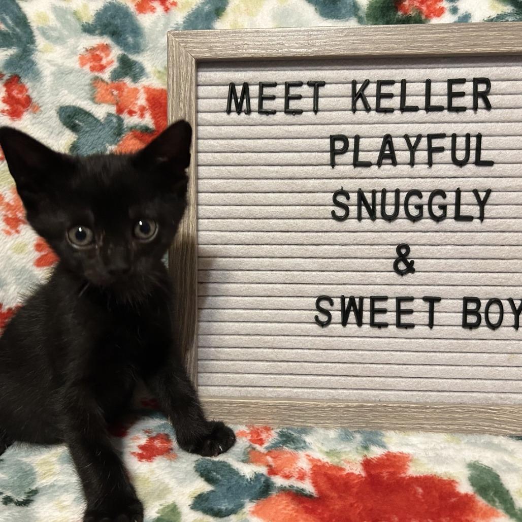 Enlarge Keller, a Adoptable Domestic Short Hair in Fredericksburg, TX image 1/5