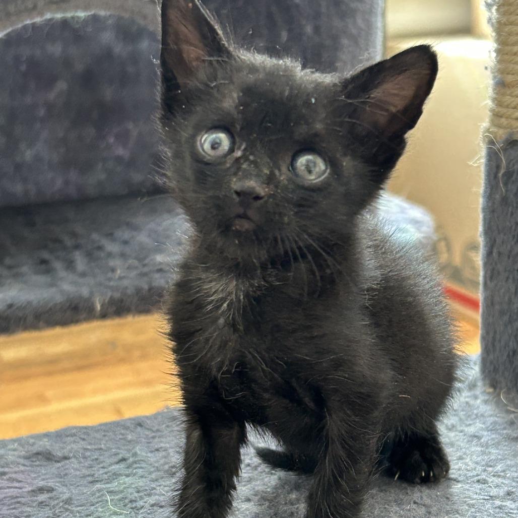 Enlarge Keller, a Adoptable Domestic Short Hair in Fredericksburg, TX image 2/5