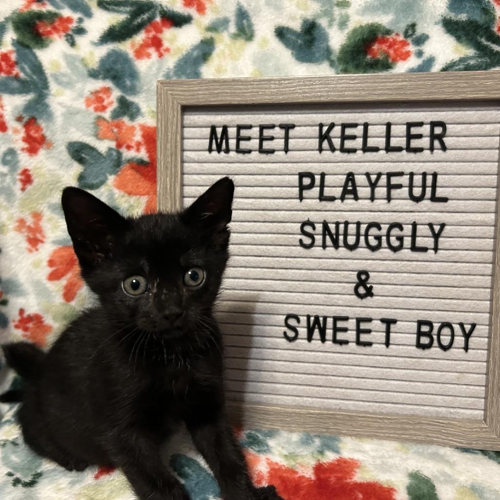 Enlarge Keller, a Adoptable Domestic Short Hair in Fredericksburg, TX image 3/5