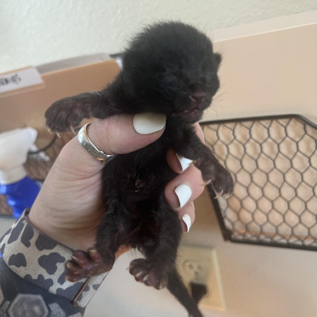 Enlarge Keller, a Adoptable Domestic Short Hair in Fredericksburg, TX image 4/5