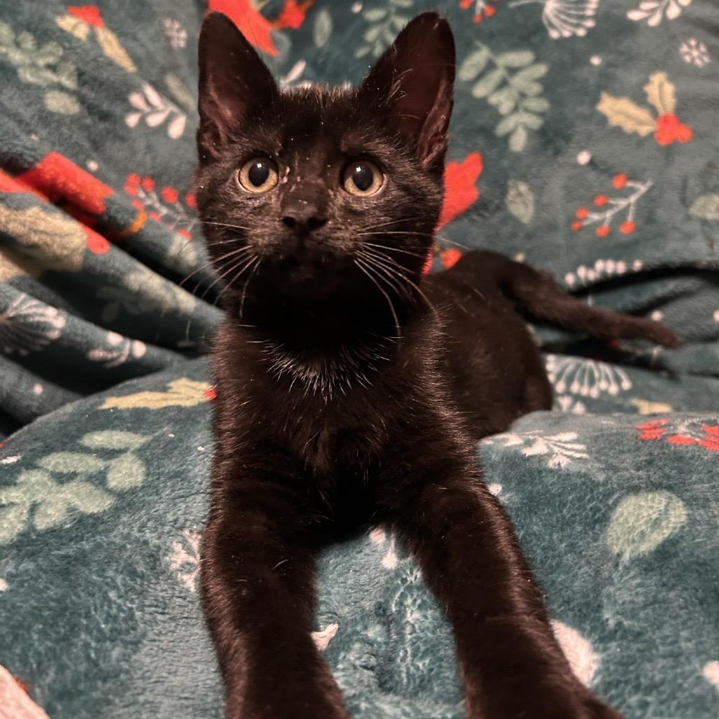 Enlarge Keller, a Adoptable Domestic Short Hair in Fredericksburg, TX image 5/5