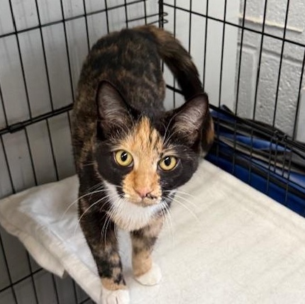 Dalyn, a Adoptable Domestic Short Hair in Honesdale, PA image 3/4