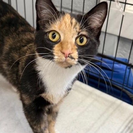 Dalyn, a Adoptable Domestic Short Hair in Honesdale, PA image 4/4