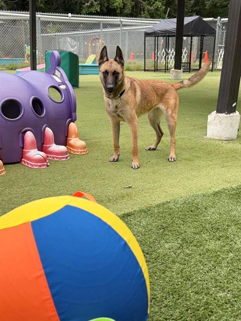 PRISCILLA, Adoptable, Young Female German Shepherd Dog.