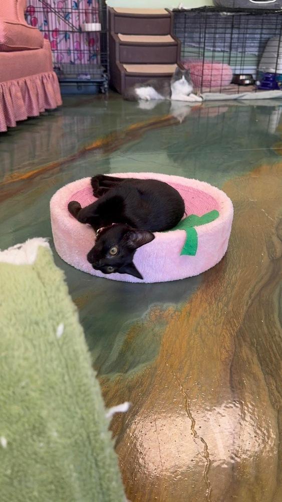Undine, Adoptable, Kitten Female Domestic Short Hair.
