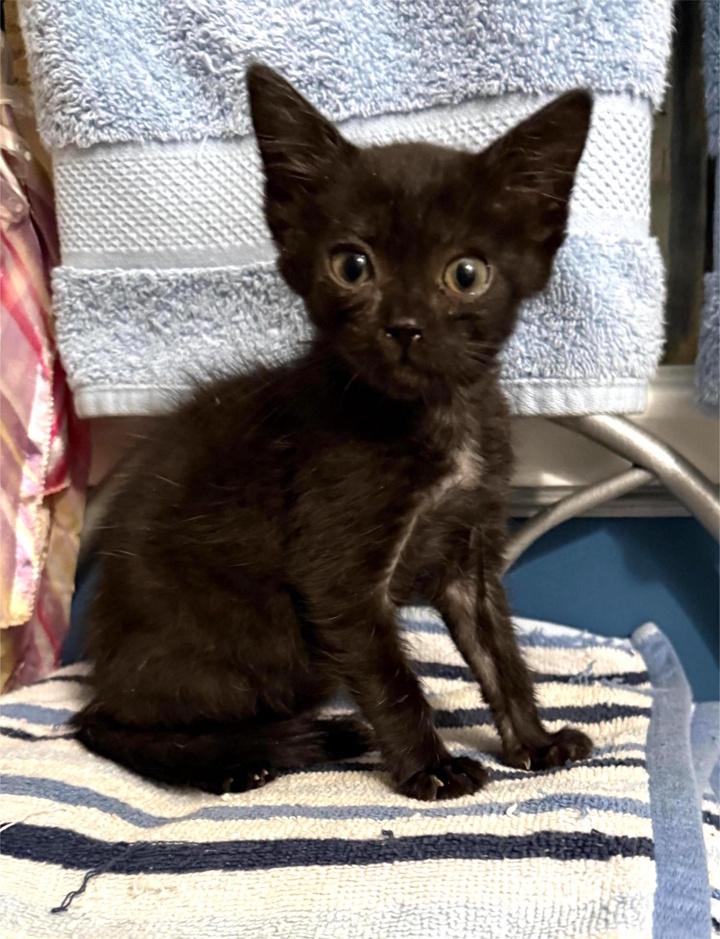 Undine, a Adoptable Domestic Short Hair in Virginia Beach, VA image 2/5