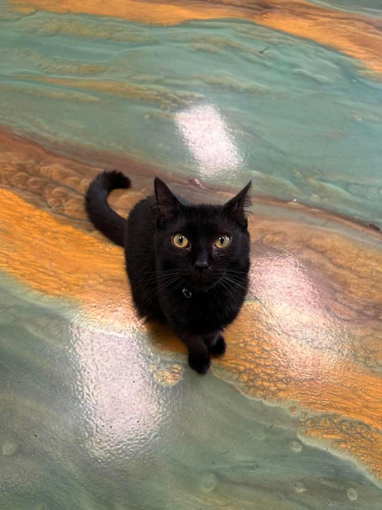 Undine, a Adoptable Domestic Short Hair in Virginia Beach, VA image 3/5