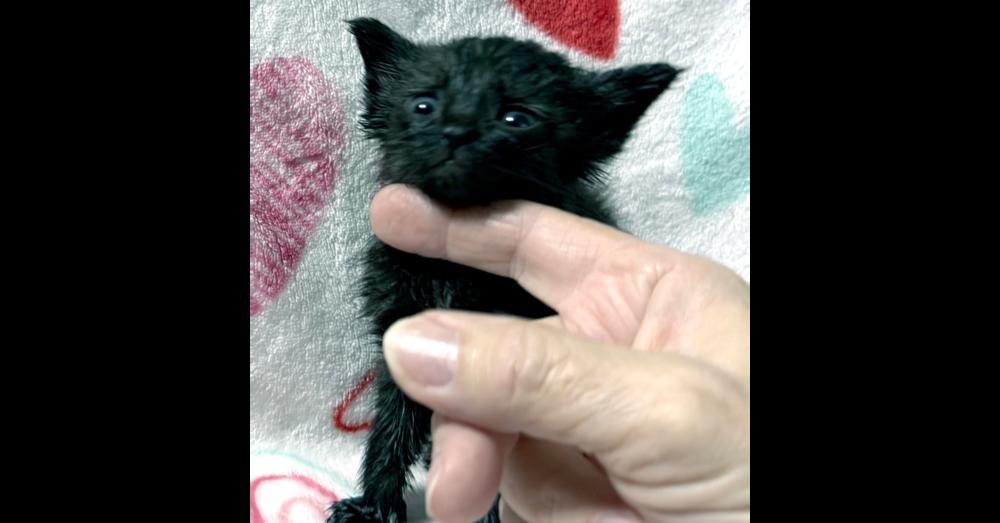 Undine, a Adoptable Domestic Short Hair in Virginia Beach, VA image 4/5
