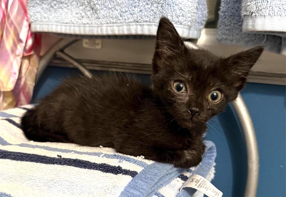 Undine, a Adoptable Domestic Short Hair in Virginia Beach, VA image 5/5