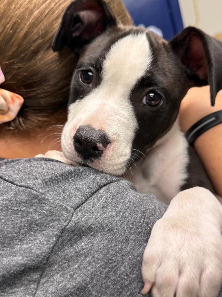 Enlarge Oreo, a Adoptable Pit Bull Terrier in Sapulpa, OK image 1/1