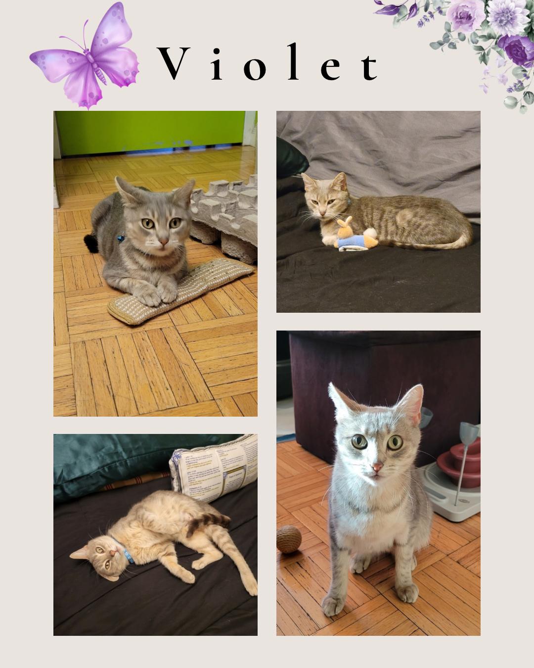 Enlarge Violet, a ADOPTABLE Domestic Short Hair in Port Chester, NY image 1/5