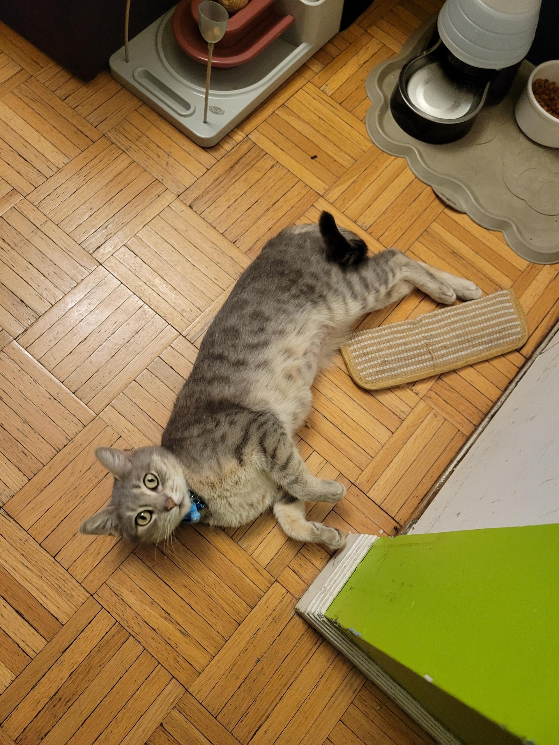 Enlarge Violet, a ADOPTABLE Domestic Short Hair in Port Chester, NY image 3/5