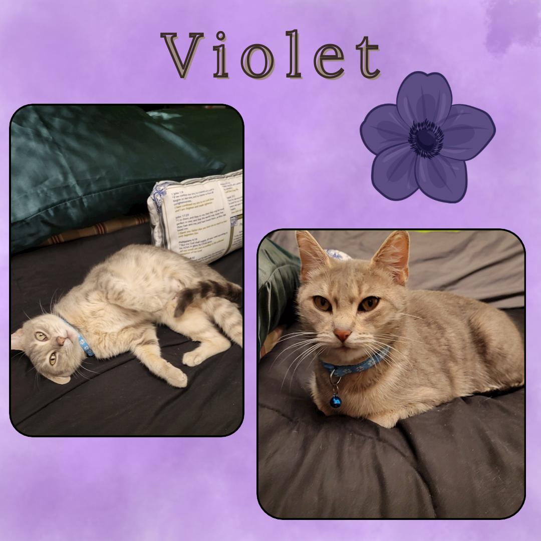 Enlarge Violet, a ADOPTABLE Domestic Short Hair in Port Chester, NY image 2/5