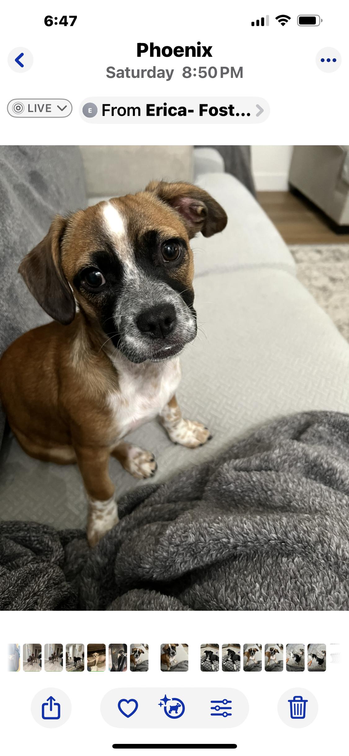 Amy Rose, Adoptable, Puppy Female Shih Tzu & Cattle Dog.