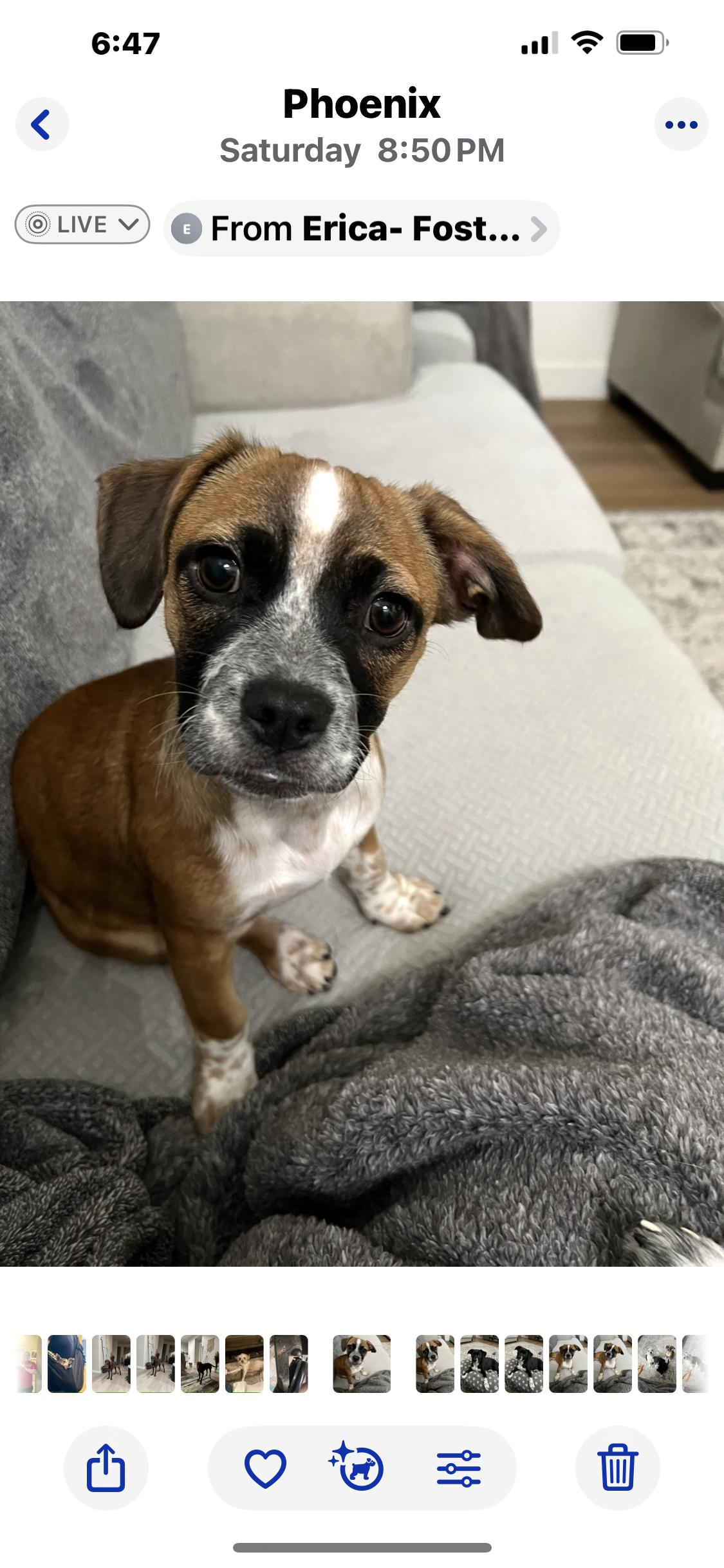 Amy Rose, a Adoptable mixed breed in Phoenix, AZ image 2/4