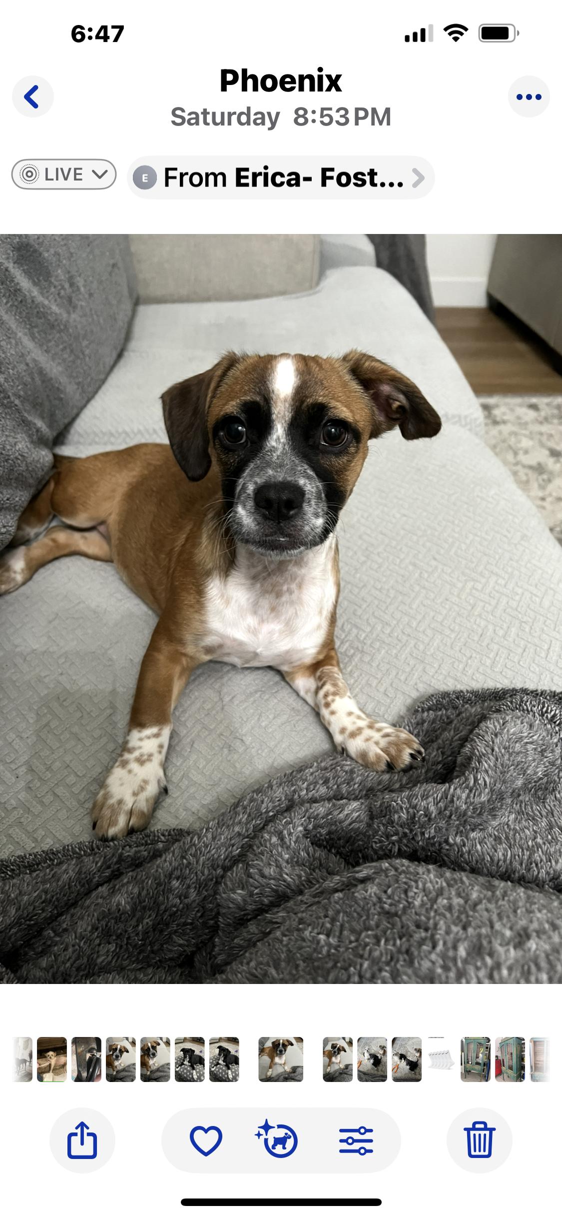 Amy Rose, a Adoptable mixed breed in Phoenix, AZ image 3/4