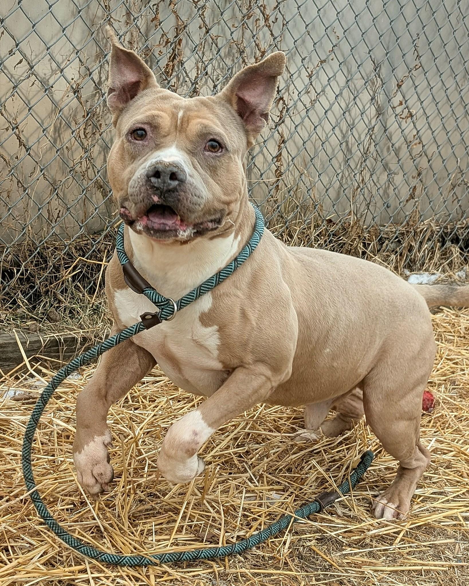 Geyser, Adoptable, Adult Male American Staffordshire Terrier.