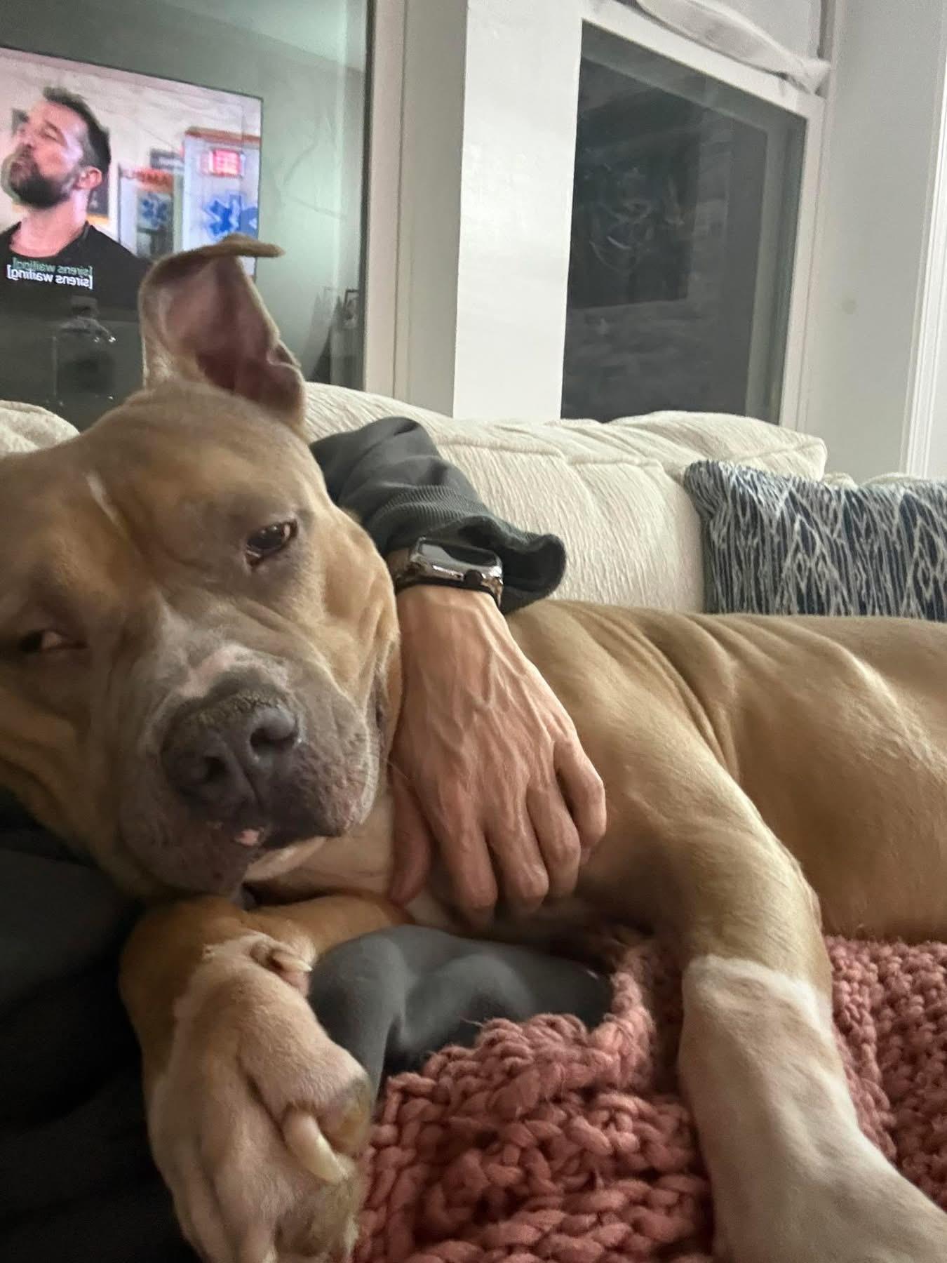 Enlarge Geyser, a Adoptable American Staffordshire Terrier in Wheaton, IL image 3/6