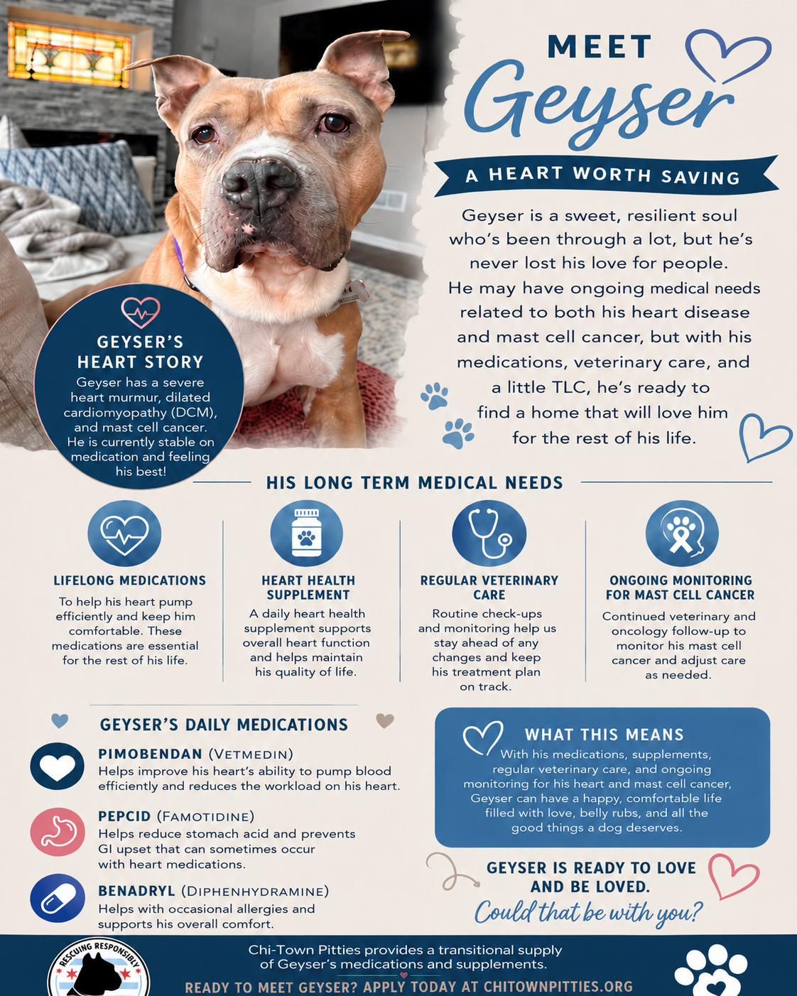 Enlarge Geyser, a Adoptable American Staffordshire Terrier in Wheaton, IL image 4/6