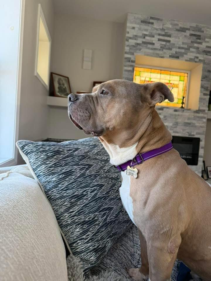 Enlarge Geyser, a Adoptable American Staffordshire Terrier in Wheaton, IL image 4/6