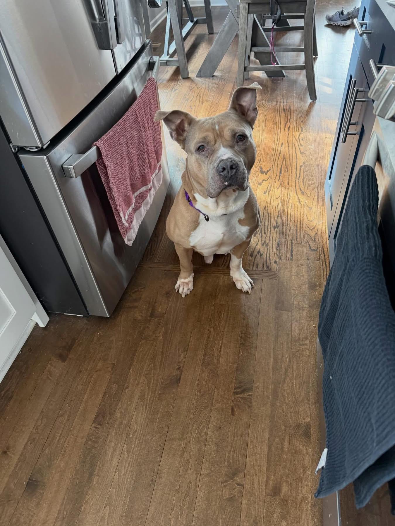 Enlarge Geyser, a Adoptable American Staffordshire Terrier in Wheaton, IL image 5/6